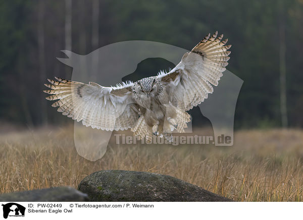 Sibirischer Uhu / Siberian Eagle Owl / PW-02449