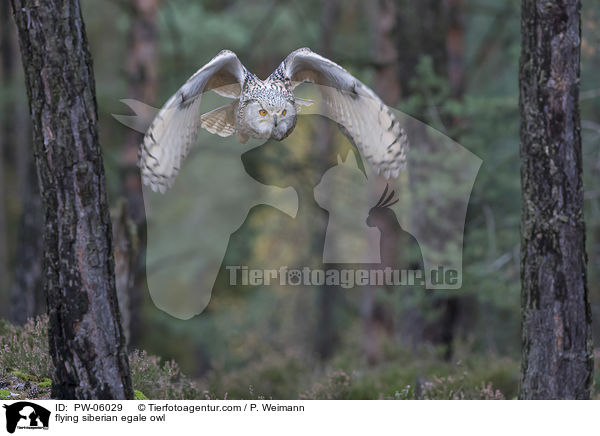 flying siberian egale owl / PW-06029