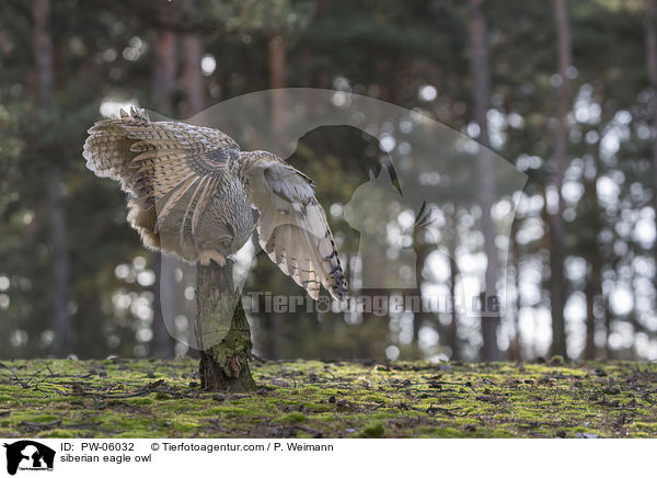 Sibirischer Uhu / siberian eagle owl / PW-06032