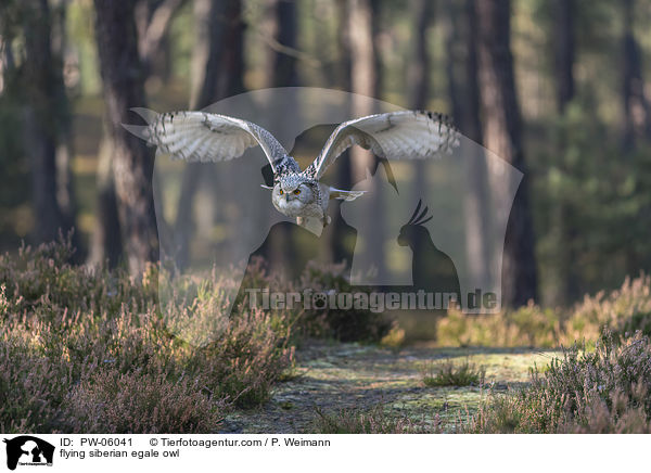 flying siberian egale owl / PW-06041