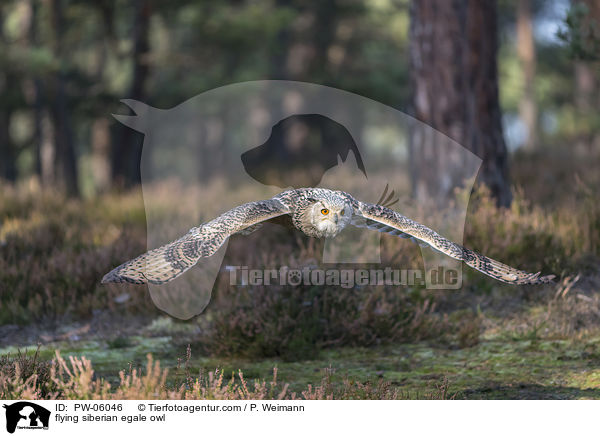 flying siberian egale owl / PW-06046
