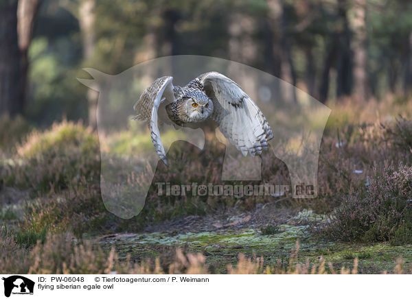 flying siberian egale owl / PW-06048