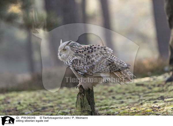 sitting siberian egale owl / PW-06049