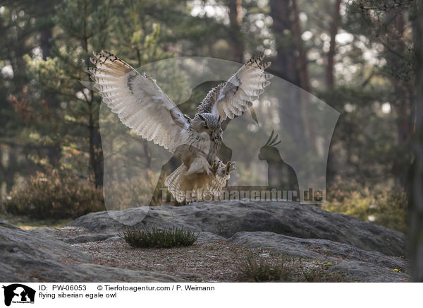 flying siberian egale owl / PW-06053