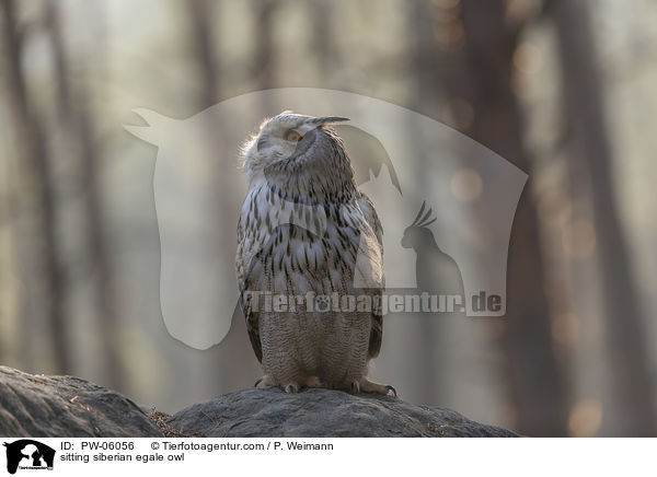 sitting siberian egale owl / PW-06056