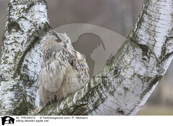 sitting siberian egale owl / PW-06074