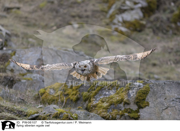 flying siberian egale owl / PW-06107