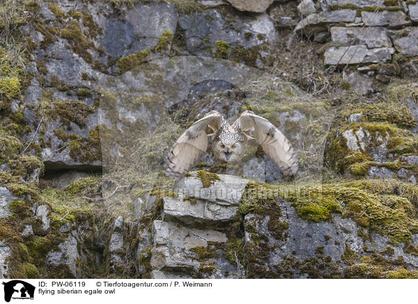 flying siberian egale owl / PW-06119
