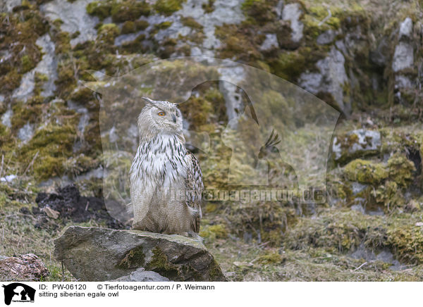 sitzender Sibirischer Uhu / sitting siberian egale owl / PW-06120