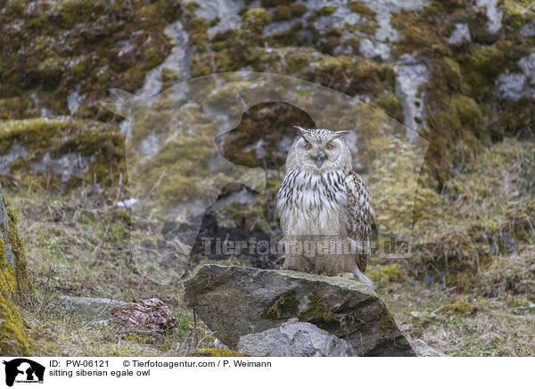 sitting siberian egale owl / PW-06121
