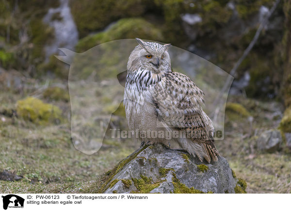sitting siberian egale owl / PW-06123