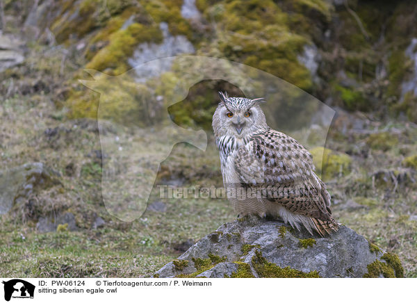 sitzender Sibirischer Uhu / sitting siberian egale owl / PW-06124