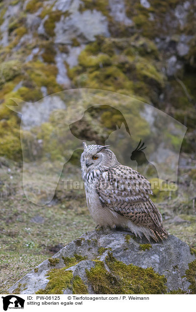 sitting siberian egale owl / PW-06125