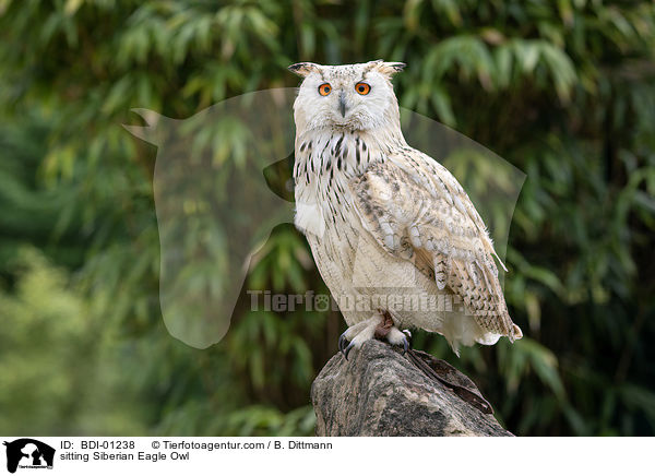 sitzender Sibirischer Uhu / sitting Siberian Eagle Owl / BDI-01238