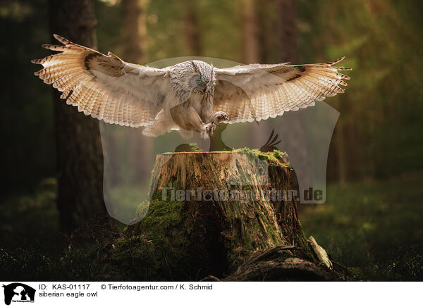 siberian eagle owl / KAS-01117
