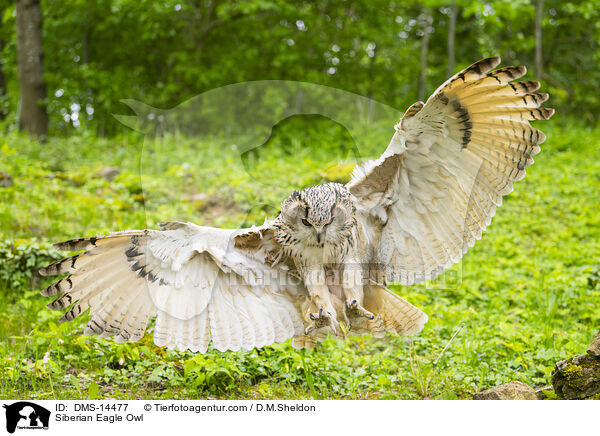 Sibirischer Uhu / Siberian Eagle Owl / DMS-14477