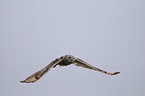 Sibirien eagle owl