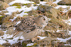 Siberian eagle owl