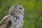 siberian eagle owl