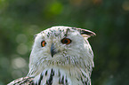 siberian eagle owl