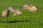 siberian eagle owl