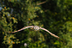 siberian eagle owl