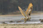 Siberian Eagle Owl