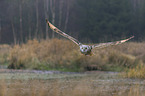 Siberian Eagle Owl