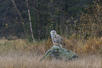 Siberian Eagle Owl