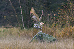 Siberian Eagle Owl