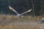 Siberian Eagle Owl