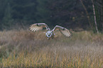 Siberian Eagle Owl