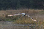 Siberian Eagle Owl