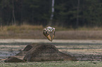Siberian Eagle Owl