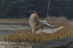Siberian Eagle Owl