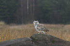 Siberian Eagle Owl