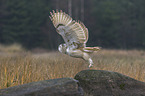 Siberian Eagle Owl