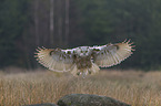 Siberian Eagle Owl