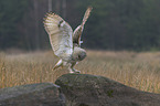 Siberian Eagle Owl