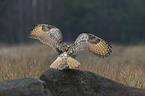 Siberian Eagle Owl
