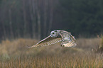 Siberian Eagle Owl