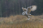 Siberian Eagle Owl