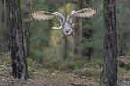 flying siberian egale owl