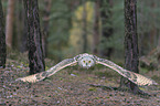 flying siberian egale owl