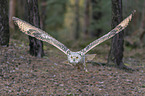 flying siberian egale owl