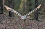 flying siberian egale owl