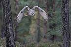 flying siberian egale owl