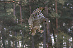 flying siberian egale owl