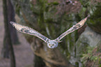 flying siberian egale owl