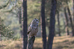 sitting siberian egale owl